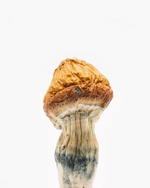 Malabar Coast Cogumelo