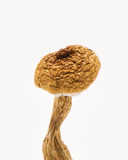 Texas Penis Envy 6 Cogumelo